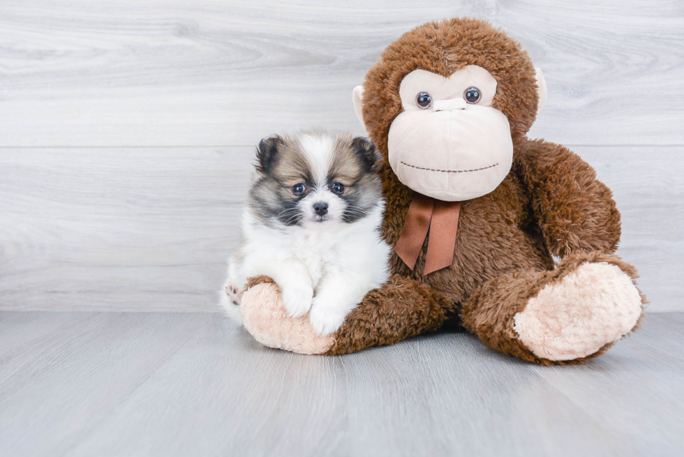 Petite Pomeranian Purebred Puppy