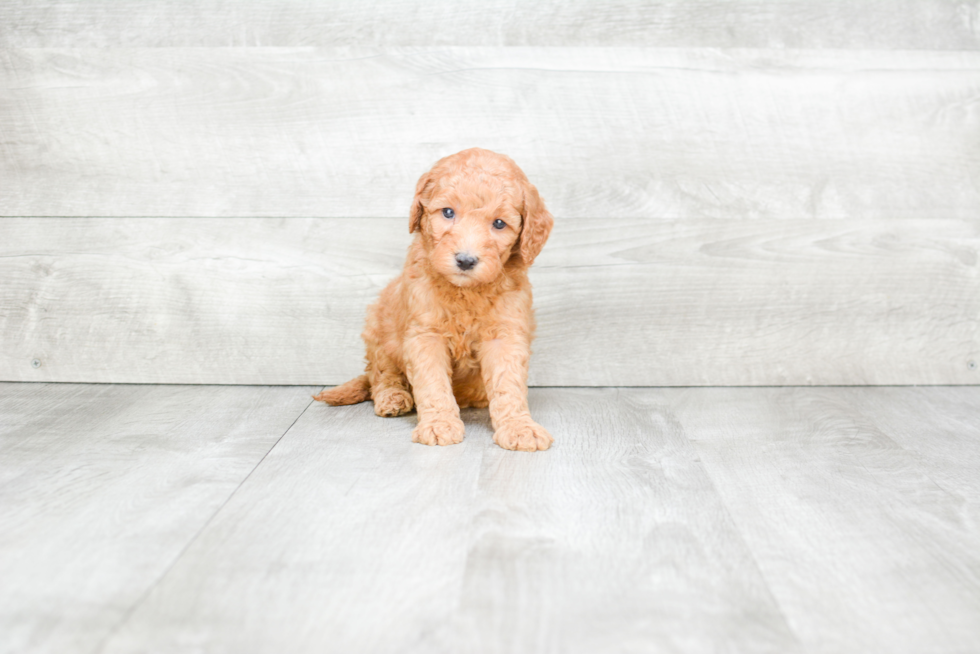 Mini Goldendoodle Pup Being Cute