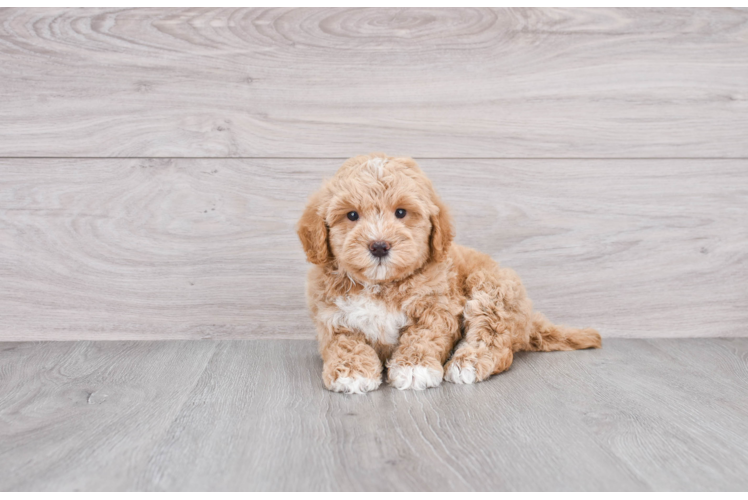 Mini Goldendoodle Puppy for Adoption