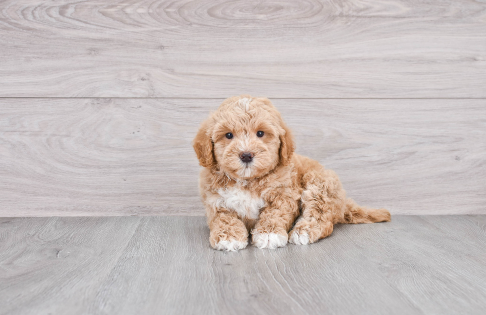 Mini Goldendoodle Puppy for Adoption