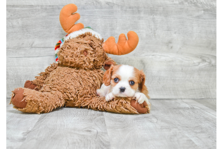 Small Cavalier King Charles Spaniel Purebred Pup