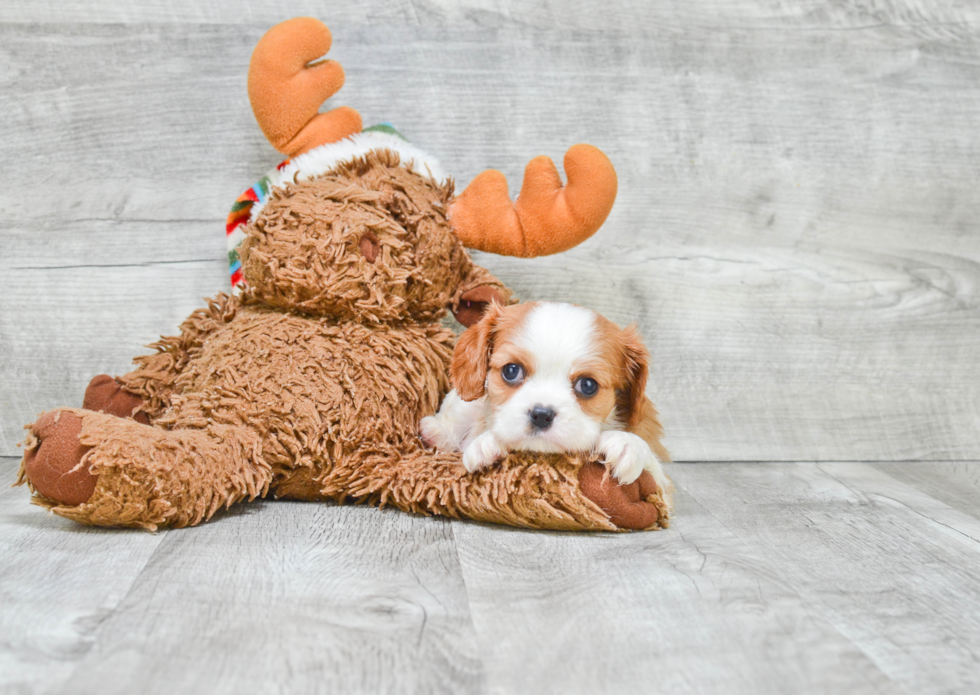 Small Cavalier King Charles Spaniel Purebred Pup