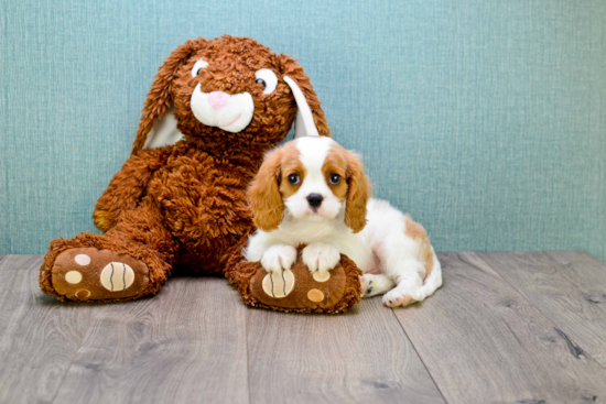 Cavalier King Charles Spaniel Puppy for Adoption