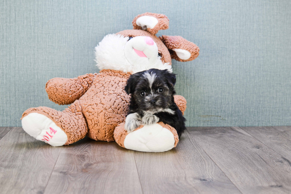 Playful Yorkie Designer Puppy