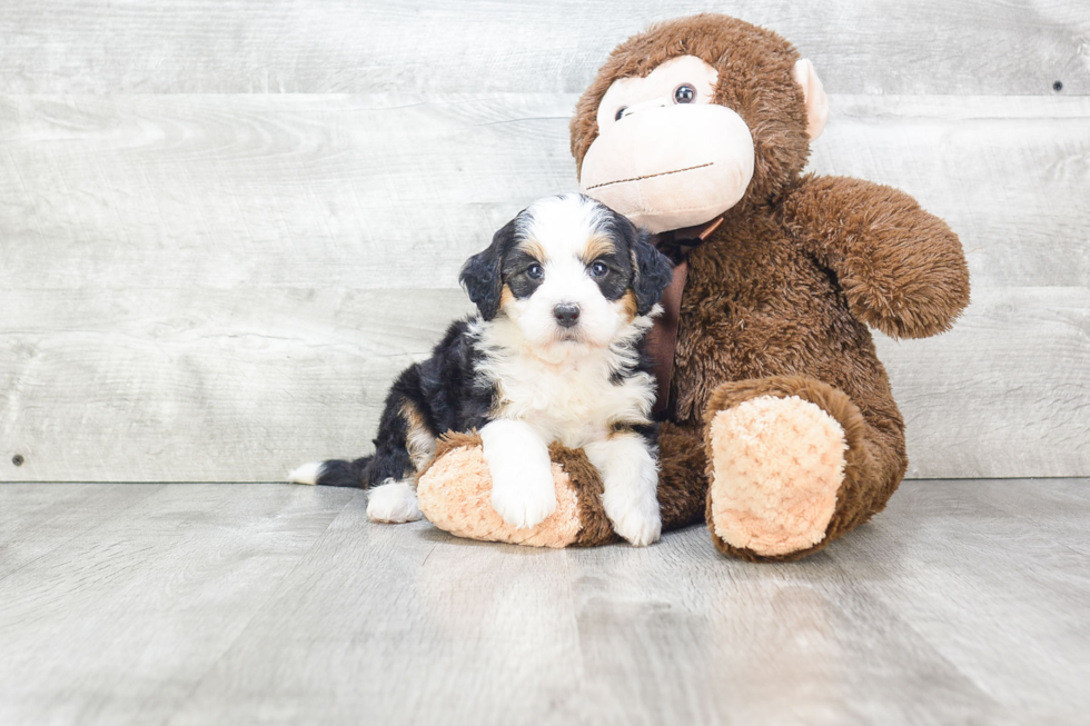 Mini Bernedoodle Pup Being Cute