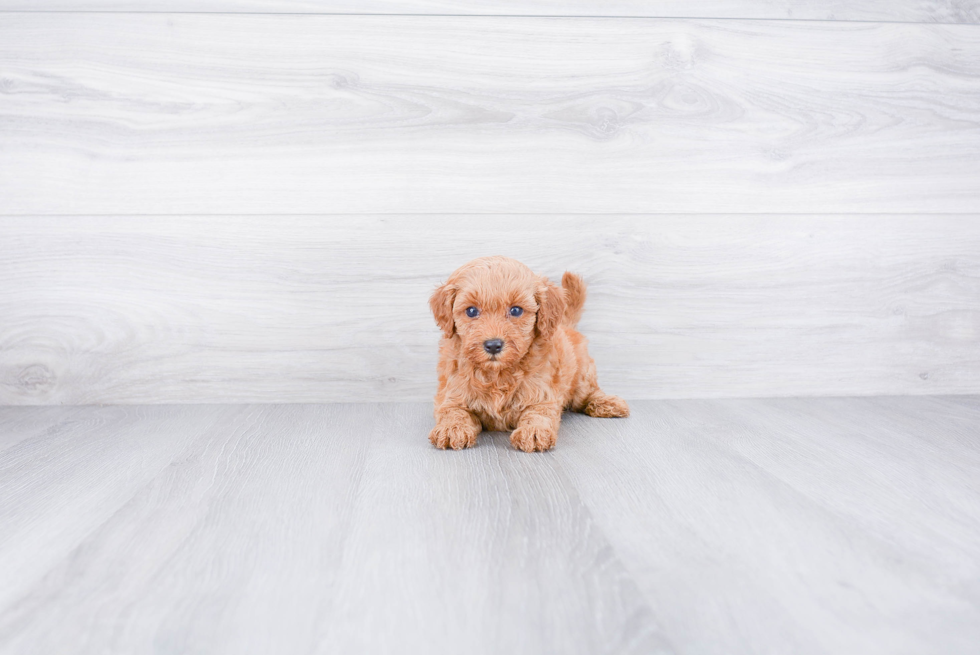 Best Mini Goldendoodle Baby