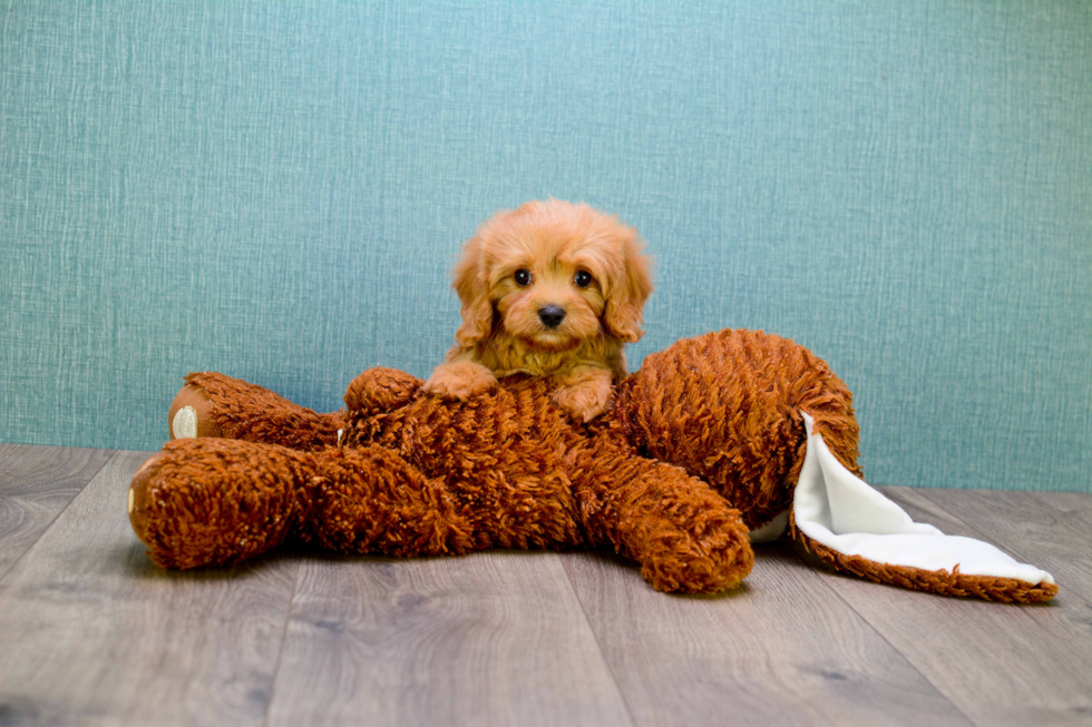 Friendly Cavapoo Baby