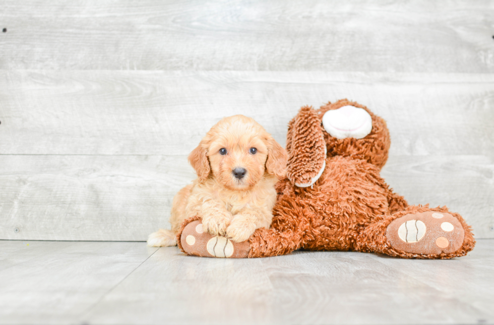 Popular Cavapoo Poodle Mix Pup