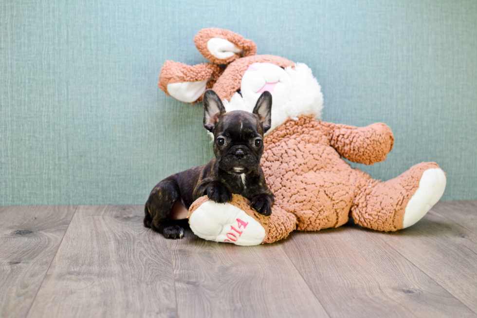 Happy Frenchie Purebred Puppy