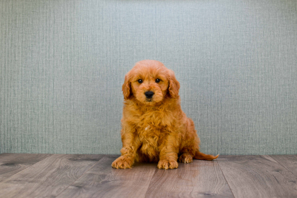 Mini Goldendoodle Pup Being Cute