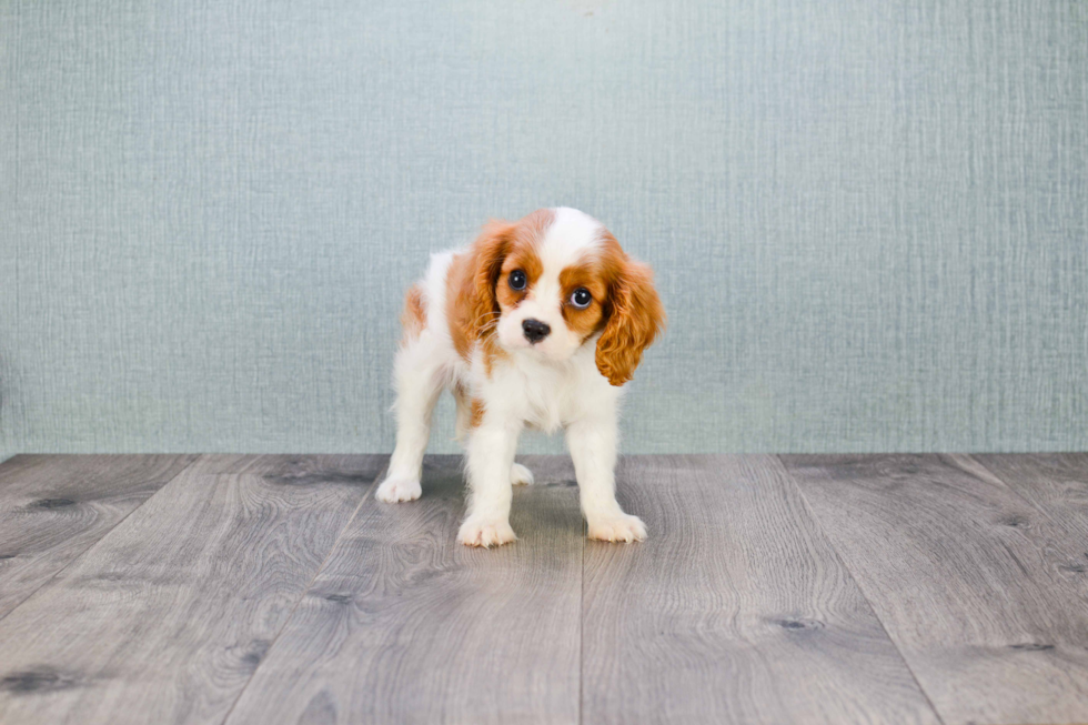 Best Cavalier King Charles Spaniel Baby