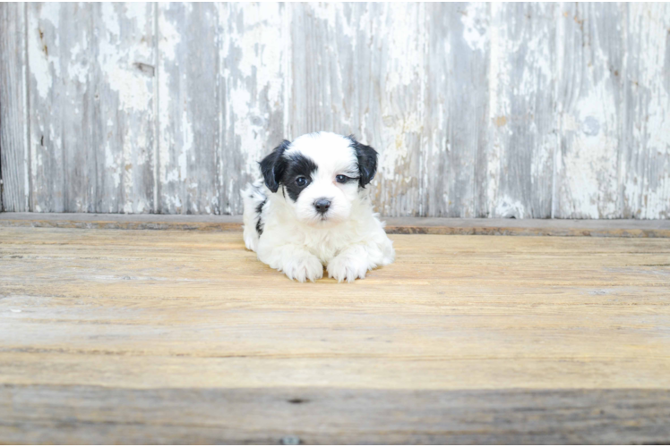 Sweet Teddy Bear Baby