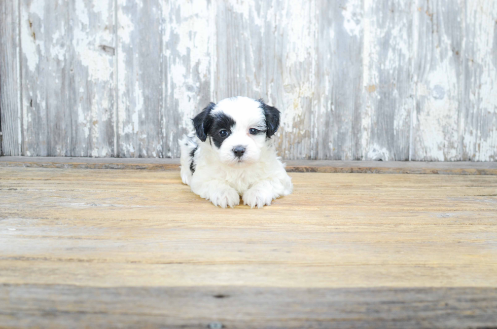 Sweet Teddy Bear Baby