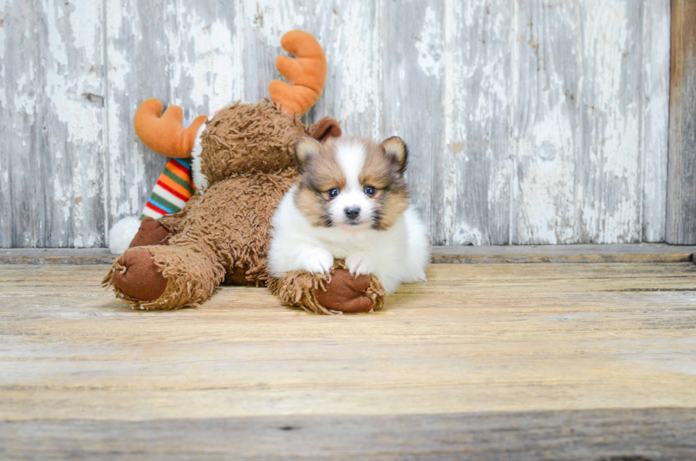 Akc Registered Pomeranian Purebred Pup