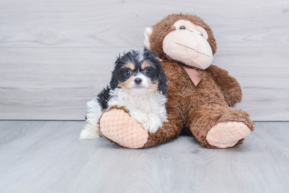 Best Cavachon Baby