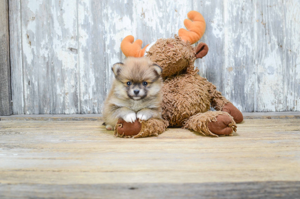 Friendly Pomeranian Baby