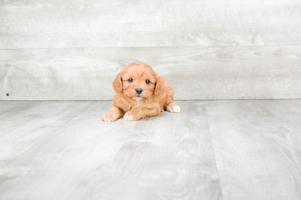 Cavachon Puppy for Adoption