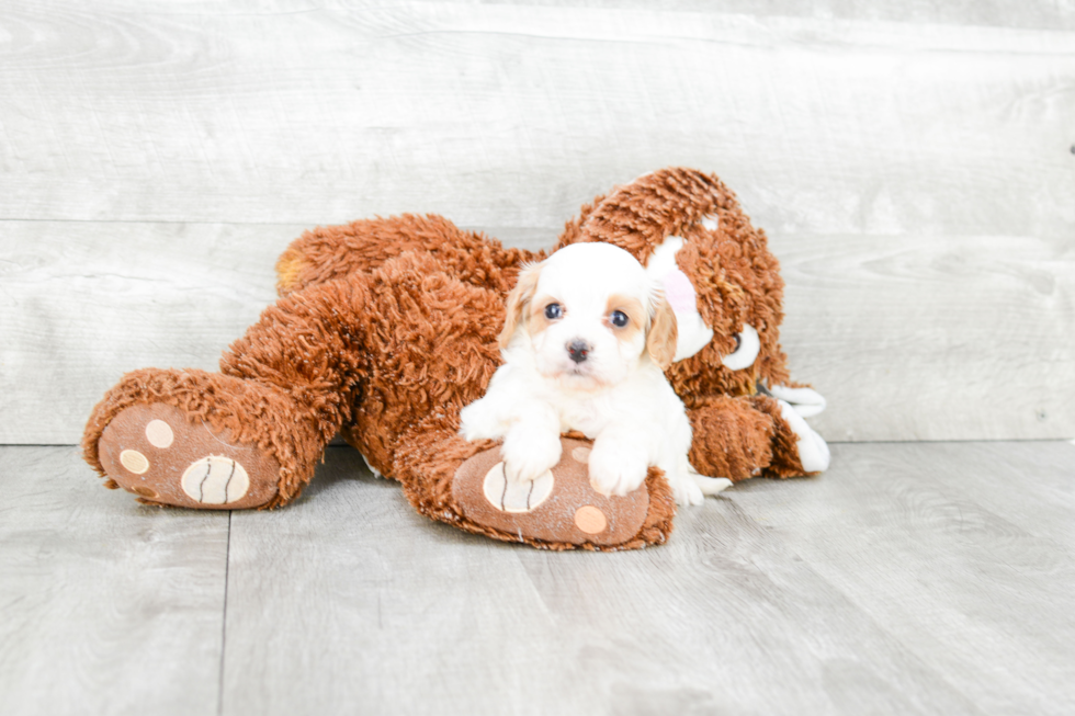 Cavapoo Puppy for Adoption