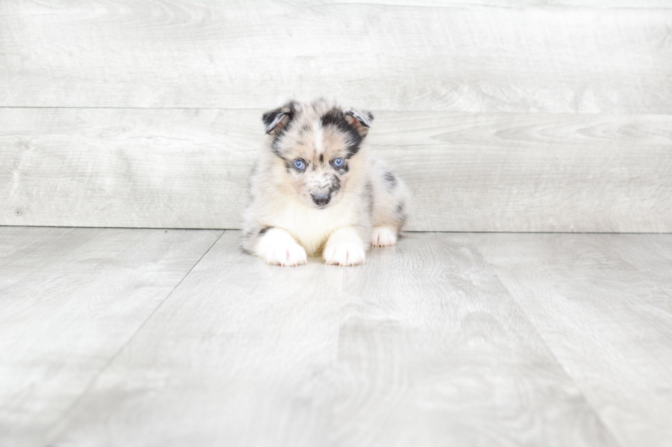 Pomsky Puppy for Adoption