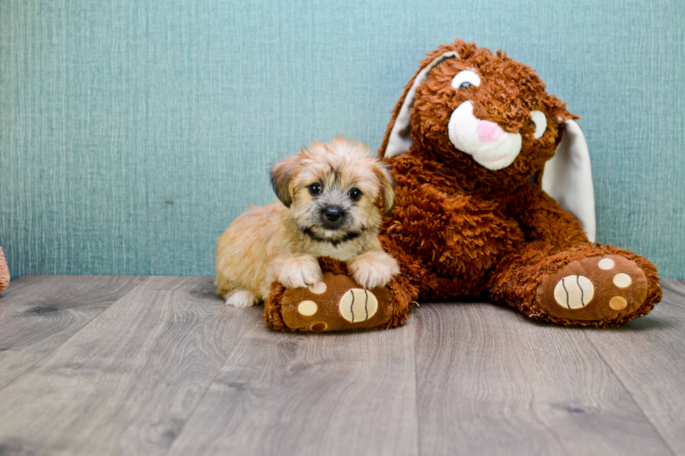 Friendly Morkie Baby