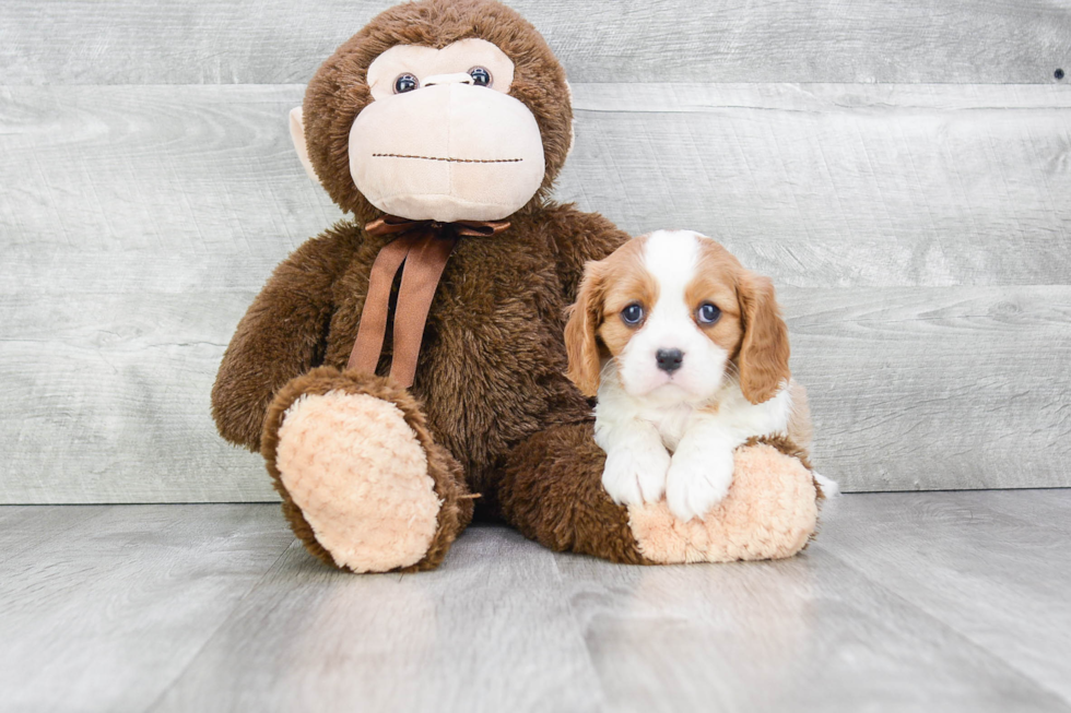 Cavalier King Charles Spaniel Pup Being Cute