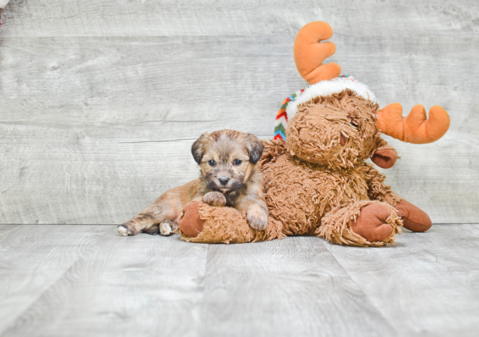 Teddy Bear Pup Being Cute