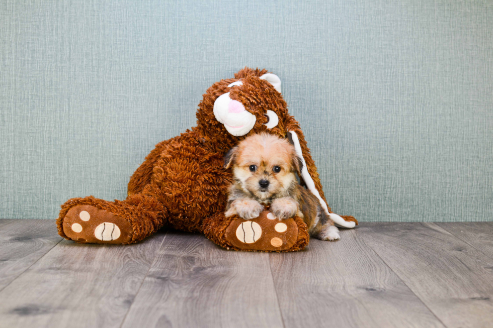 Best Morkie Baby