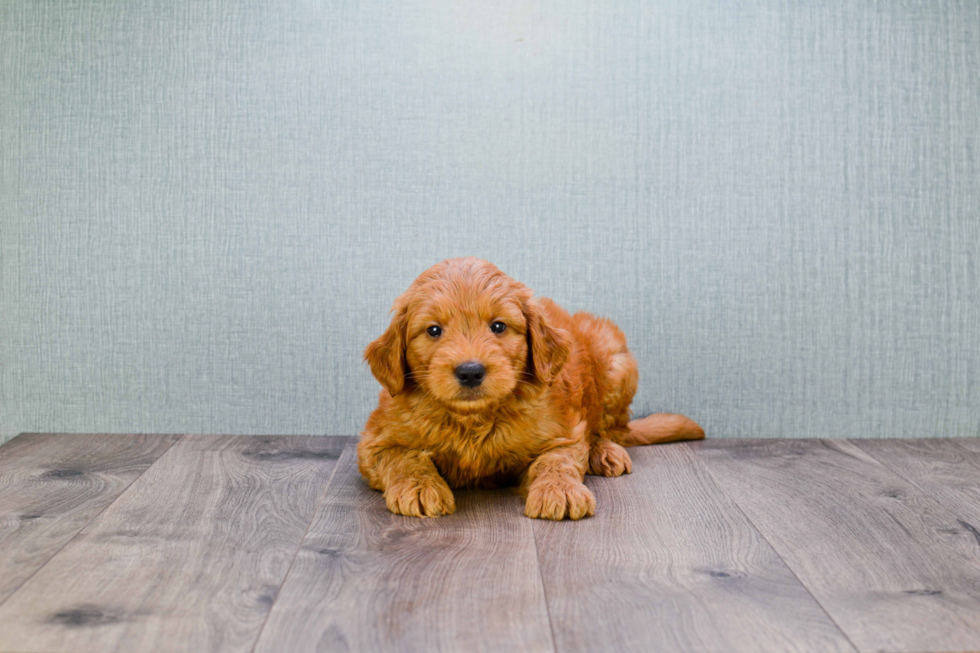 Best Mini Goldendoodle Baby