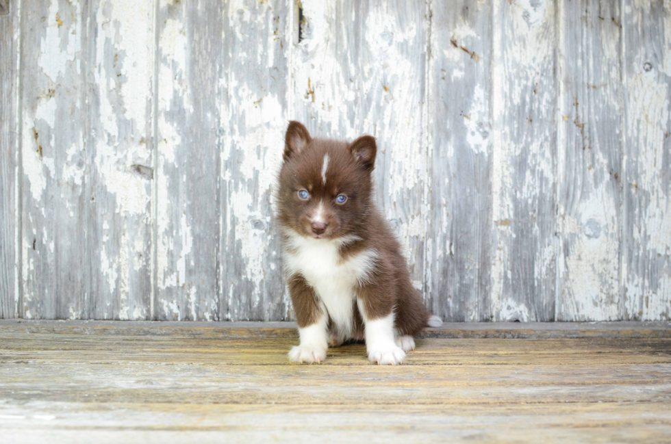 Adorable Mini Husky Designer Puppy