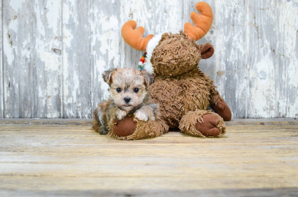 Cute Morkie Baby