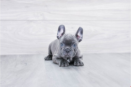 Cute Frenchie Purebred Puppy