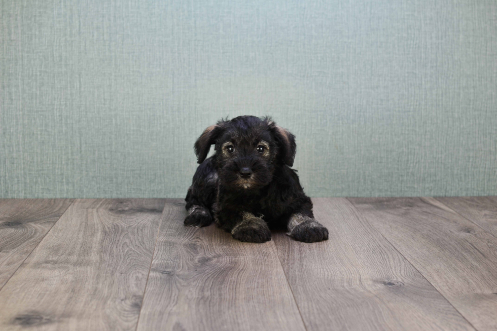 Cute Mini Schnauzer Mix Puppy