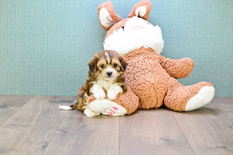 Cavachon Puppy for Adoption