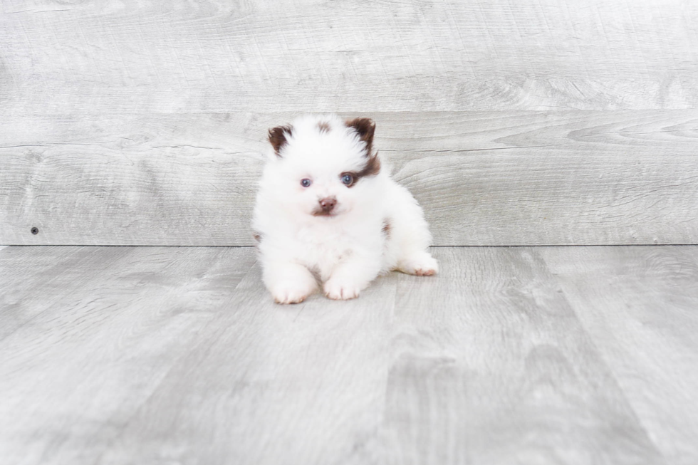 Fluffy Pomeranian Purebred Puppy