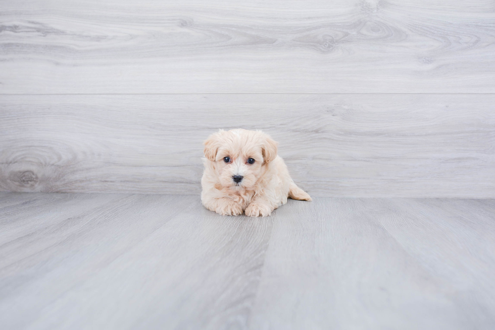 Smart Maltipoo Poodle Mix Pup