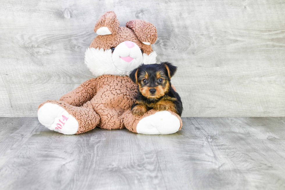 Meet Roscoe - our Yorkshire Terrier Puppy Photo 