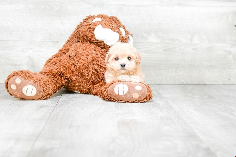 Hypoallergenic Maltese Poodle Poodle Mix Puppy