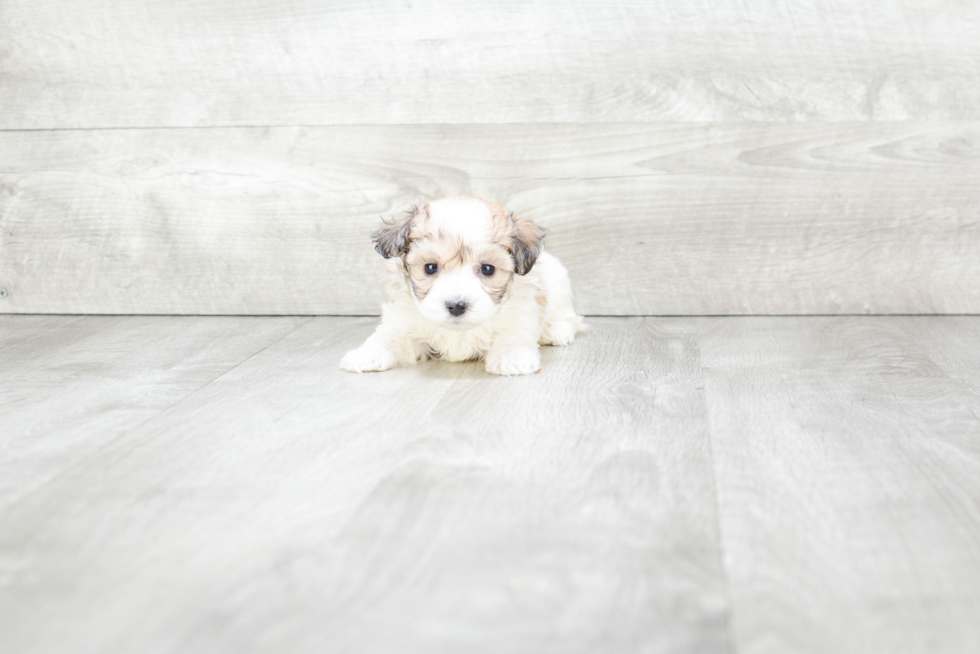 Maltipoo Puppy for Adoption