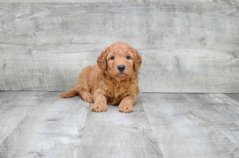 Popular Mini Goldendoodle Poodle Mix Pup