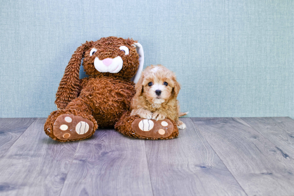 Energetic Cavoodle Poodle Mix Puppy