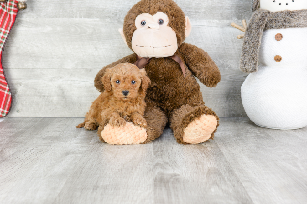 Cavapoo Pup Being Cute