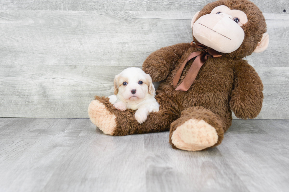 Cavachon Pup Being Cute
