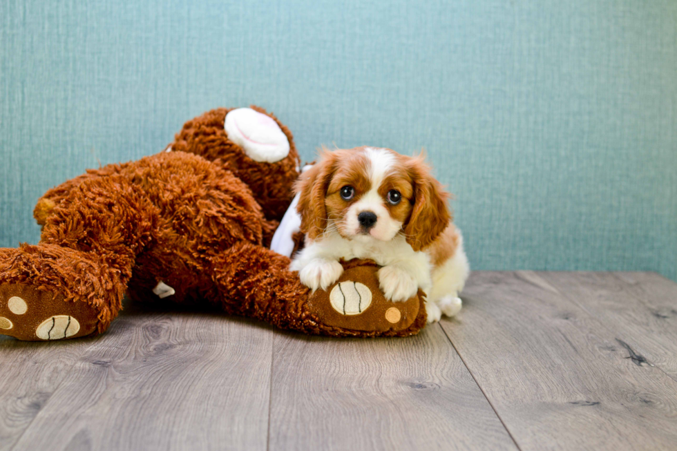 Cavalier King Charles Spaniel Puppy for Adoption