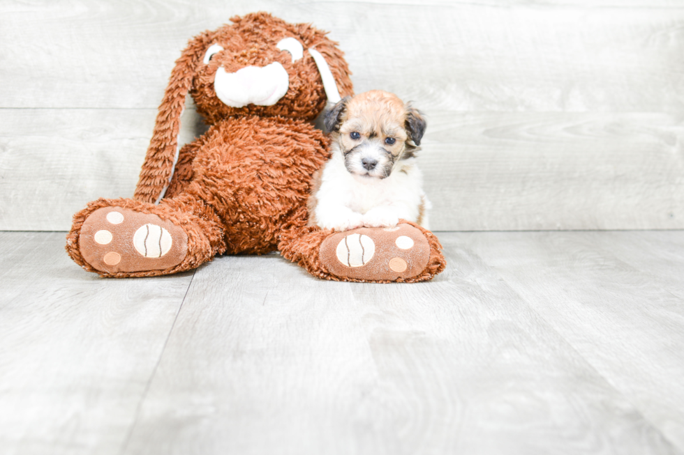 Popular Havanese Baby