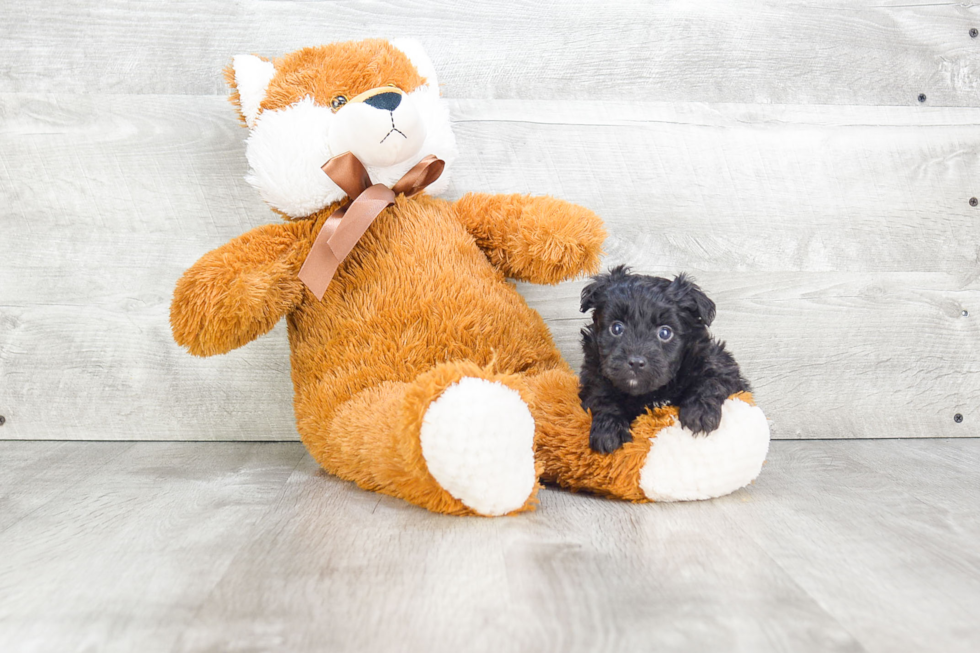 Mini Aussiedoodle Pup Being Cute