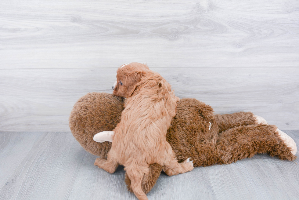 Adorable Cavoodle Poodle Mix Puppy