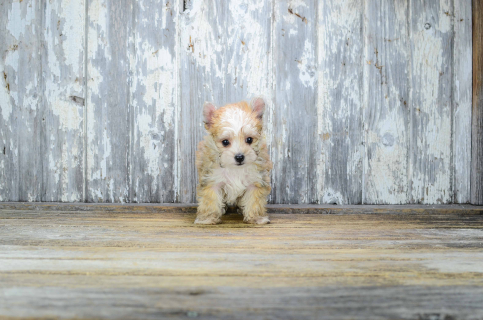 Morkie Puppy for Adoption