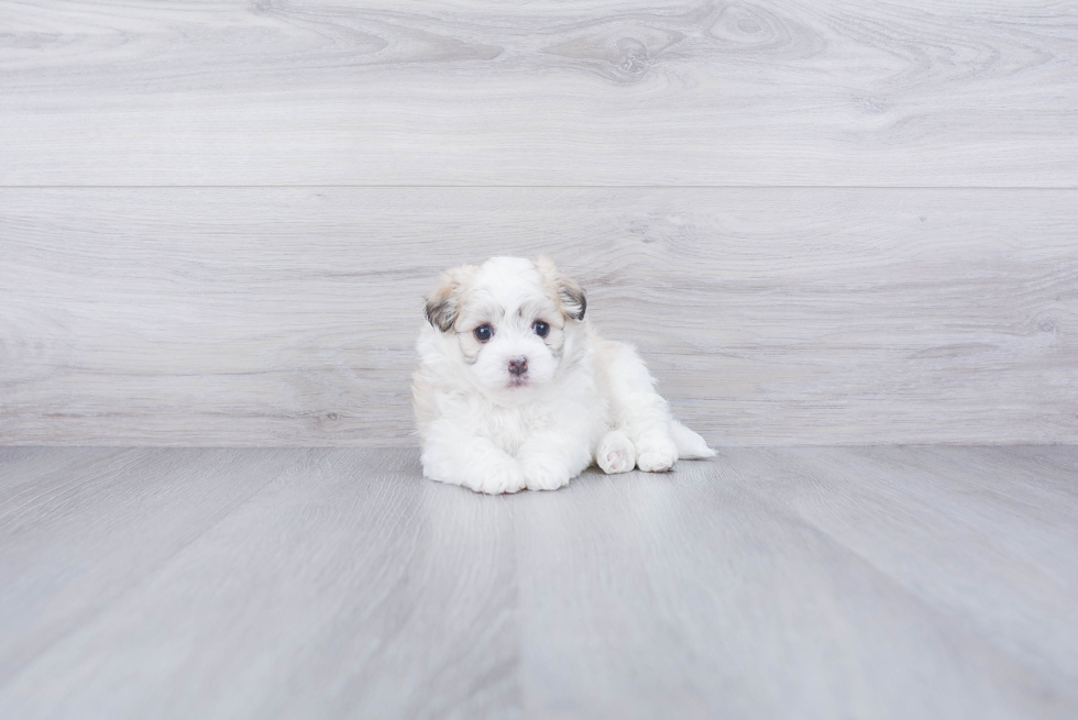 Havanese Puppy for Adoption