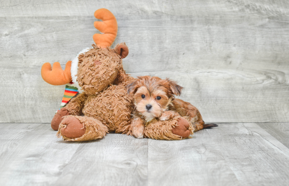 Adorable Yorkie Designer Puppy