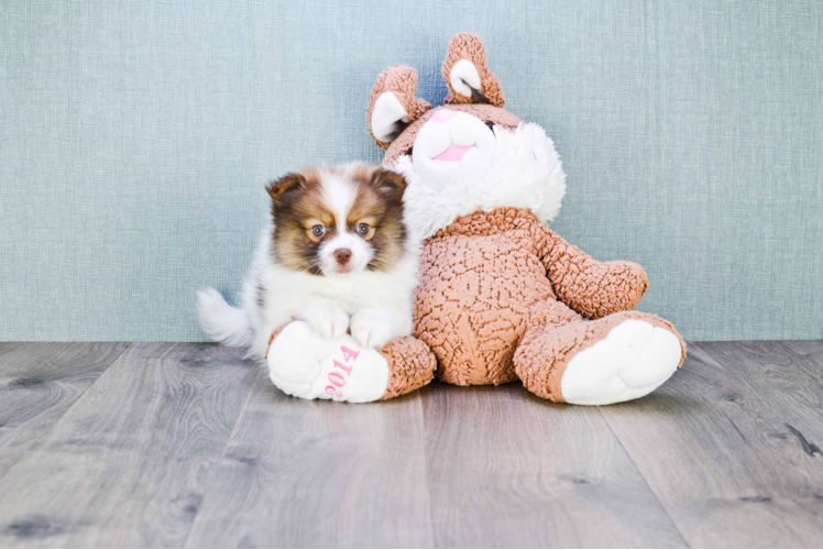 Fluffy Pomeranian Purebred Puppy